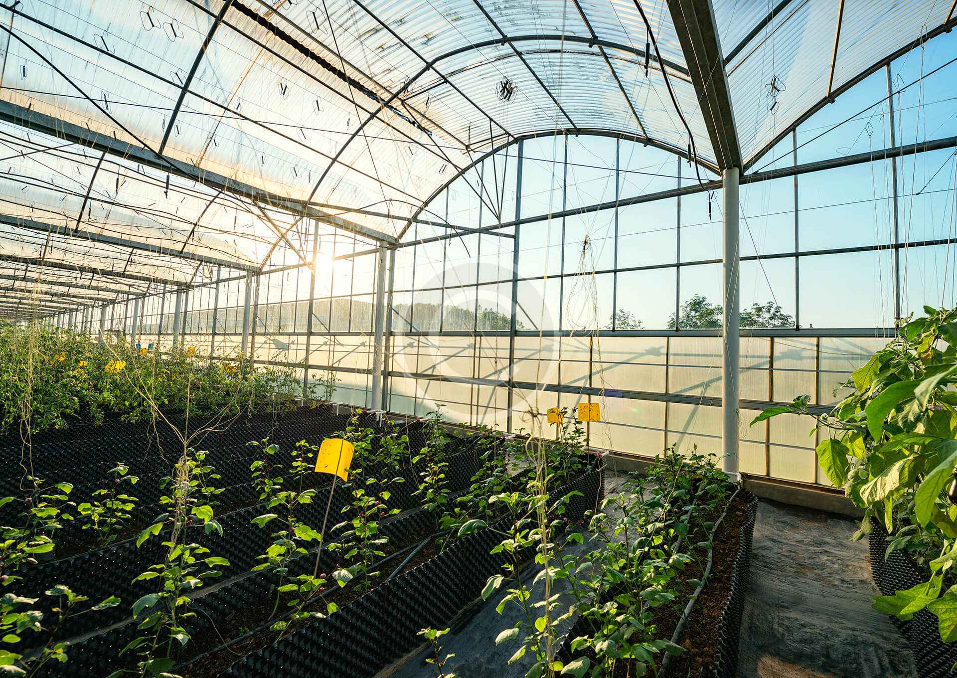 Biofertilizers – Nourishing Nature, Empowering Growth